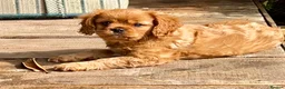 Cavalier King Charles Spaniel dogs for sale: George in Basildon - Advert 9