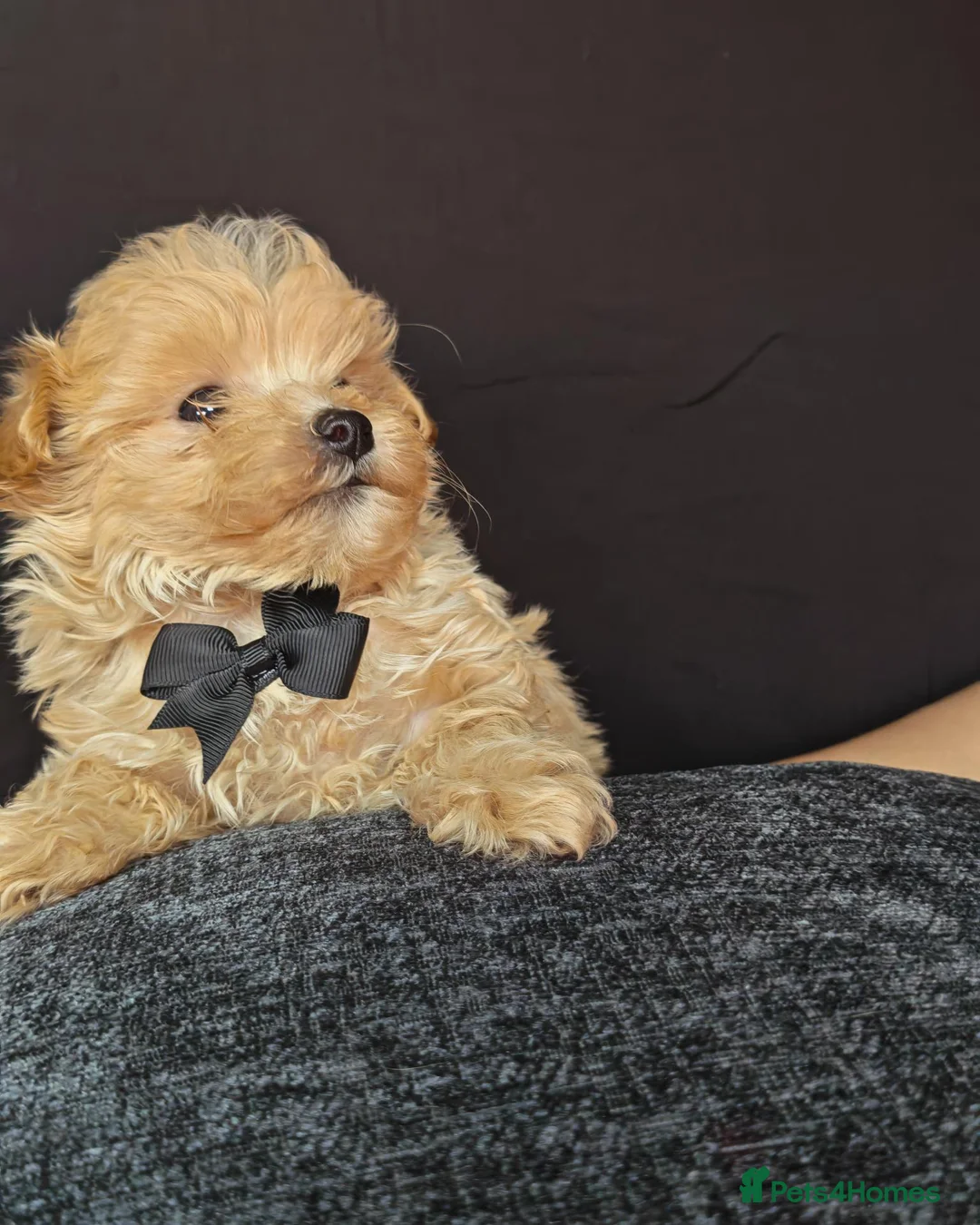 Maltipoo dogs for sale: Maltipoo Miny ready to Leave soon - Advert 40