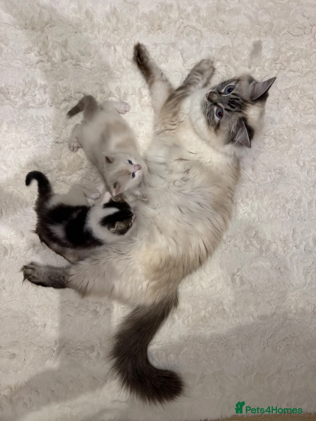 Ragdoll cats for sale: Ragdoll Mixed Kittens in Newark - Advert 5