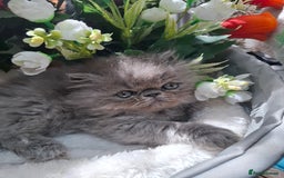 Persian cats for sale: Blue Persian kittens  - Image 34