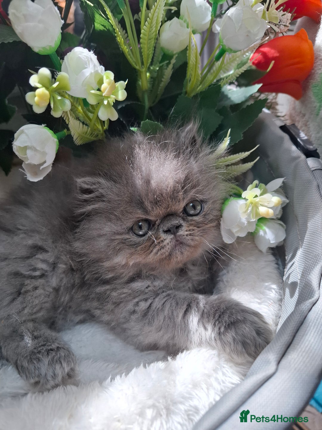 Persian cats for sale: Blue Persian kittens  - Image 34