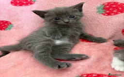 Mixed Breed cats for sale: 💗💙Beautiful kittens for sale  - Image 2