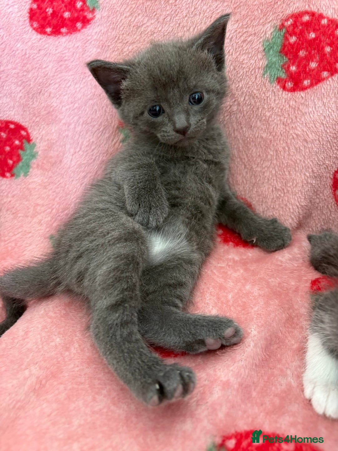 Mixed Breed cats for sale: 💗💙Beautiful kittens for sale  - Image 2