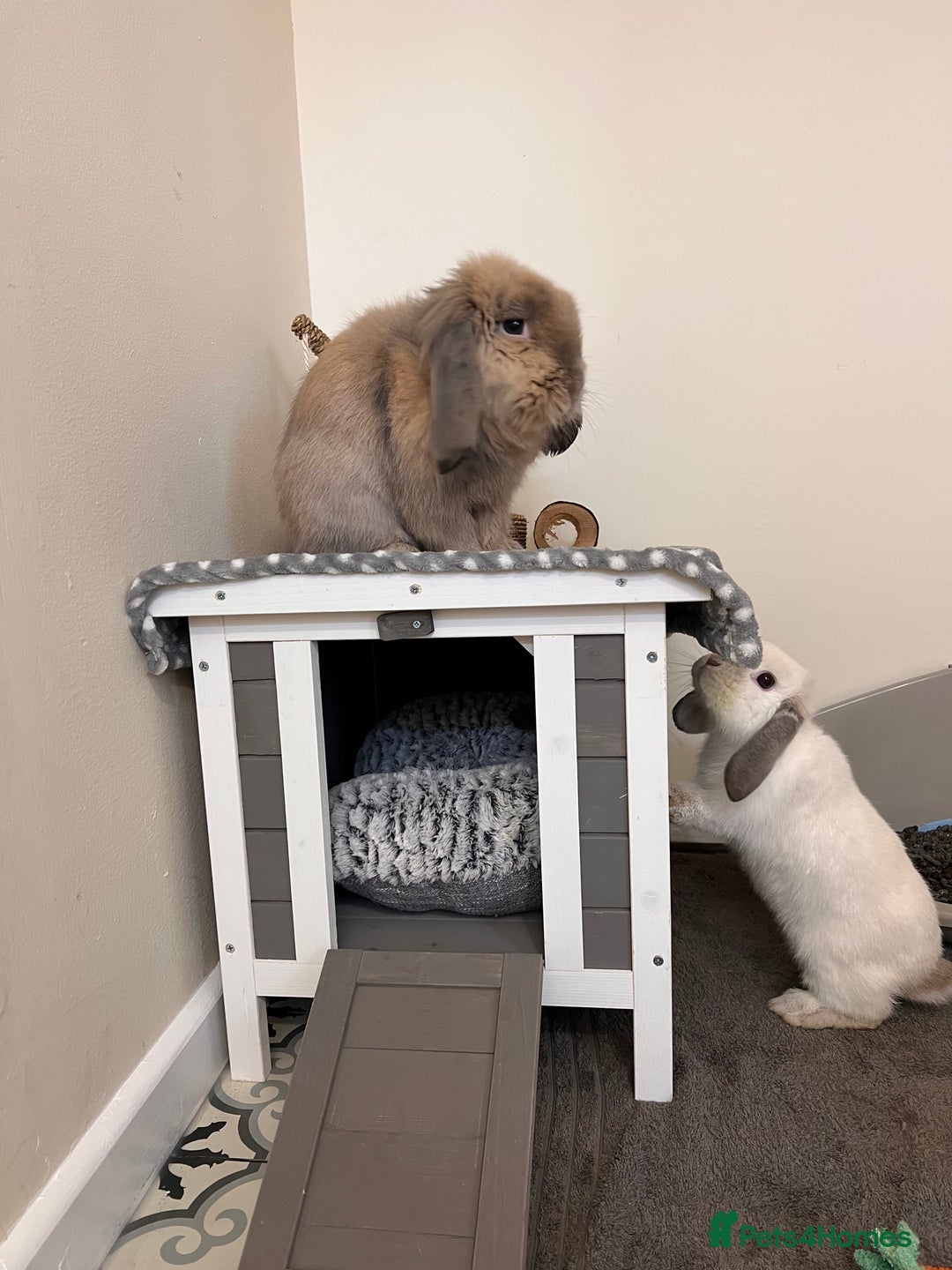 Mixed Breed rabbits for sale: Bonded pair of rabbits - Advert 1