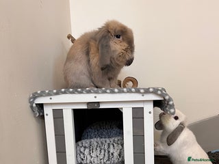 Mixed Breed rabbits Bonded pair of rabbits - Advert 1