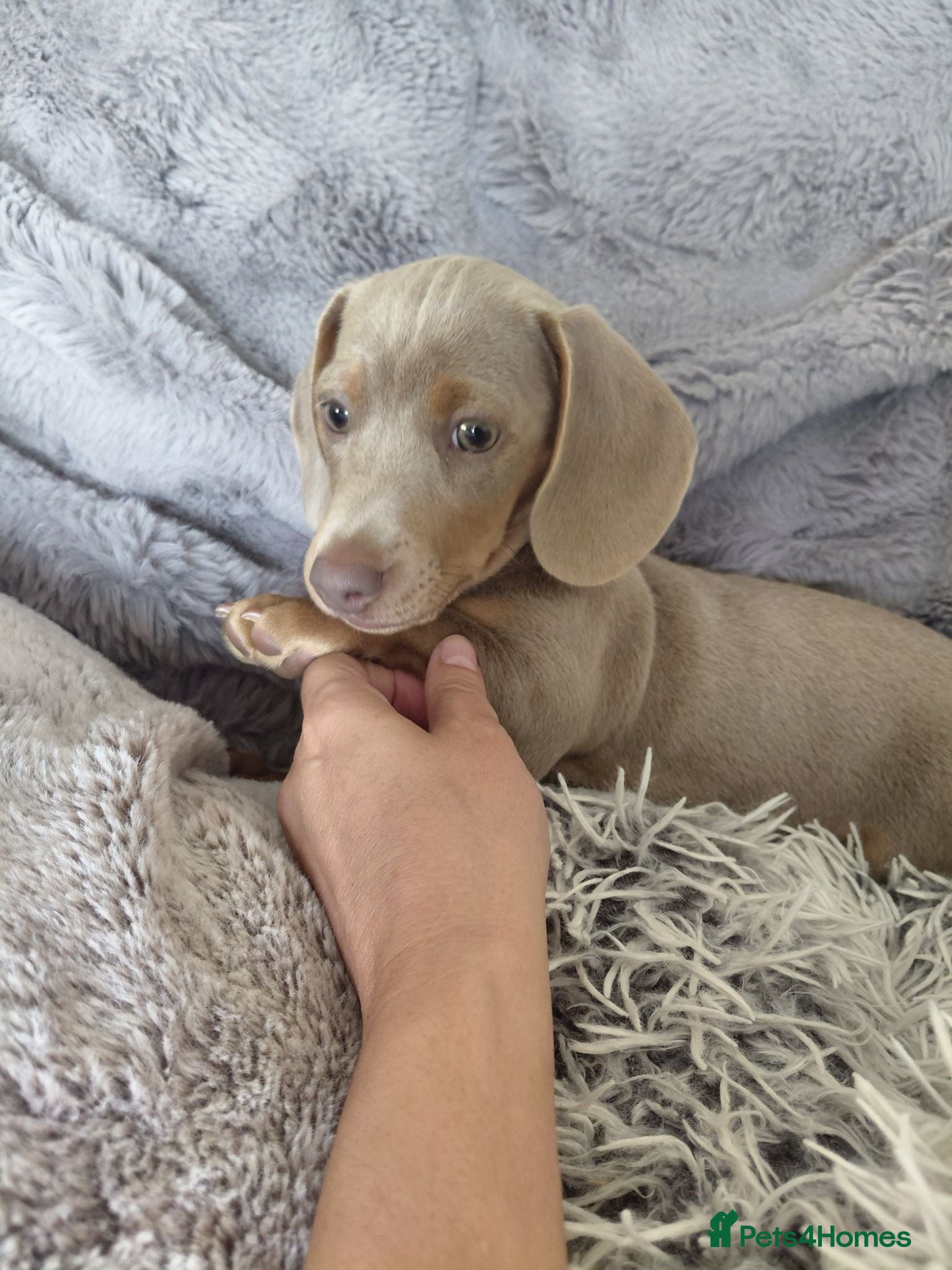 Dachshund dogs Stunning Dachshund Puppy - Advert 1