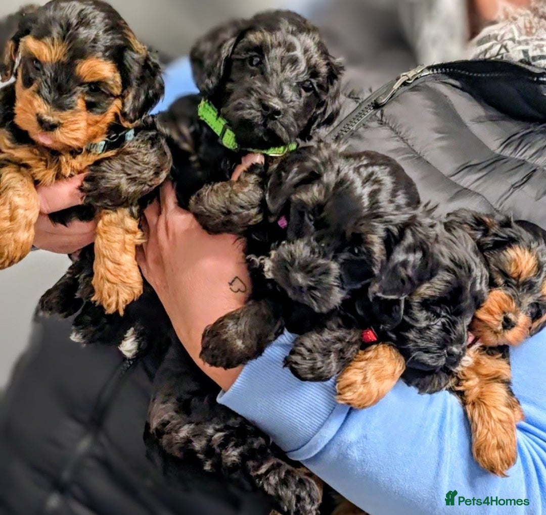 Yorkiepoo dogs for sale: GENUINE F1 YORKIEPOO PUPPIES  - Advert 1
