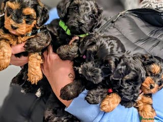 Yorkiepoo dogs GENUINE F1 YORKIEPOO PUPPIES - Advert 7