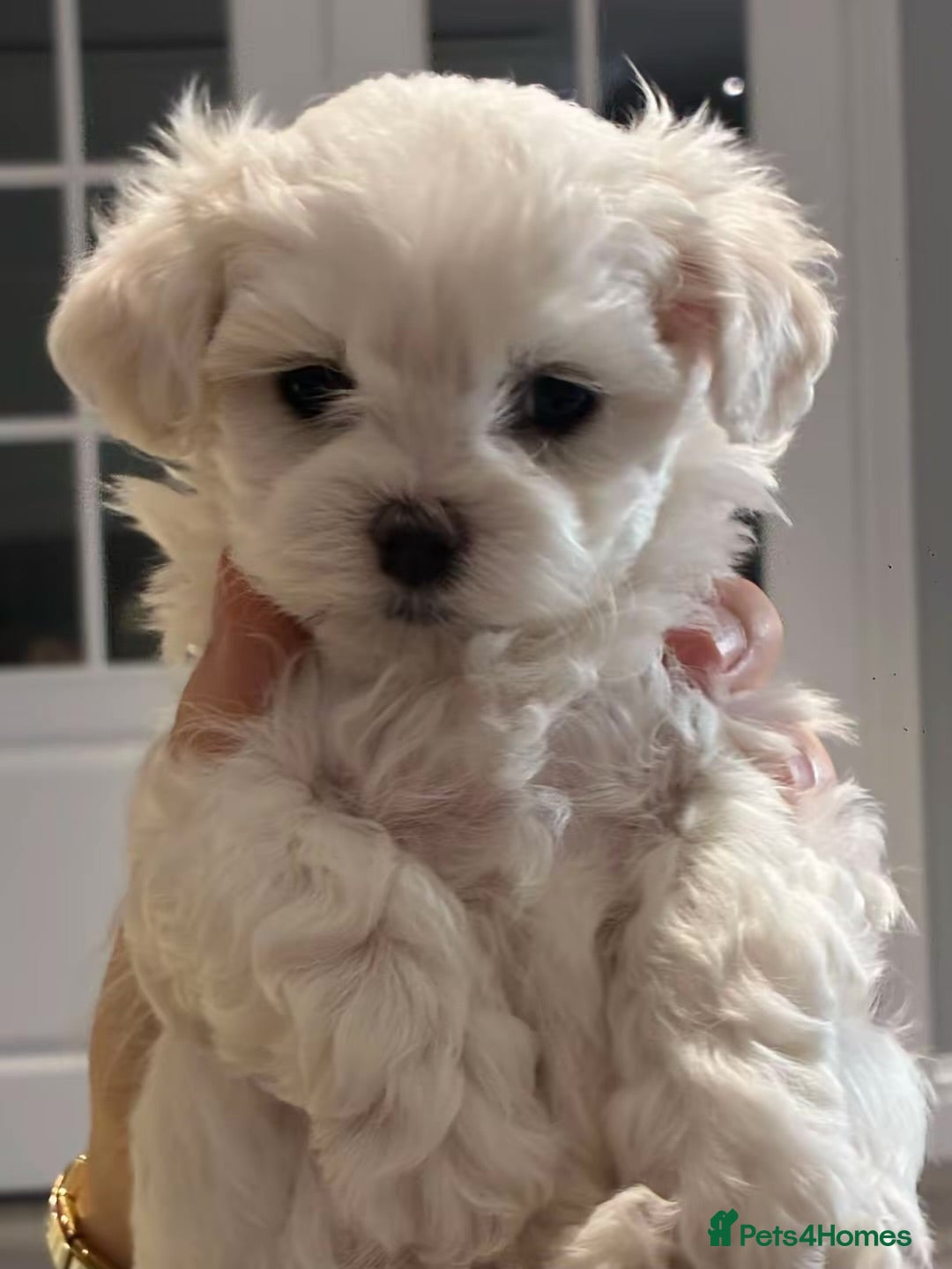 Maltipoo dogs Exceptional Micro Asian Maltipoo’s, 3 girls  - Advert 12