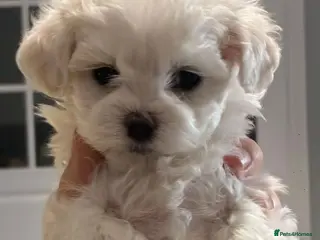 Maltipoo dogs Exceptional Micro Asian Maltipoo’s, 3 girls - Advert 3