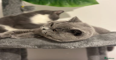 British Shorthair cats - Advert 7