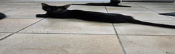 Mixed Breed cats for sale: Beautiful Black Kittens - Advert 11
