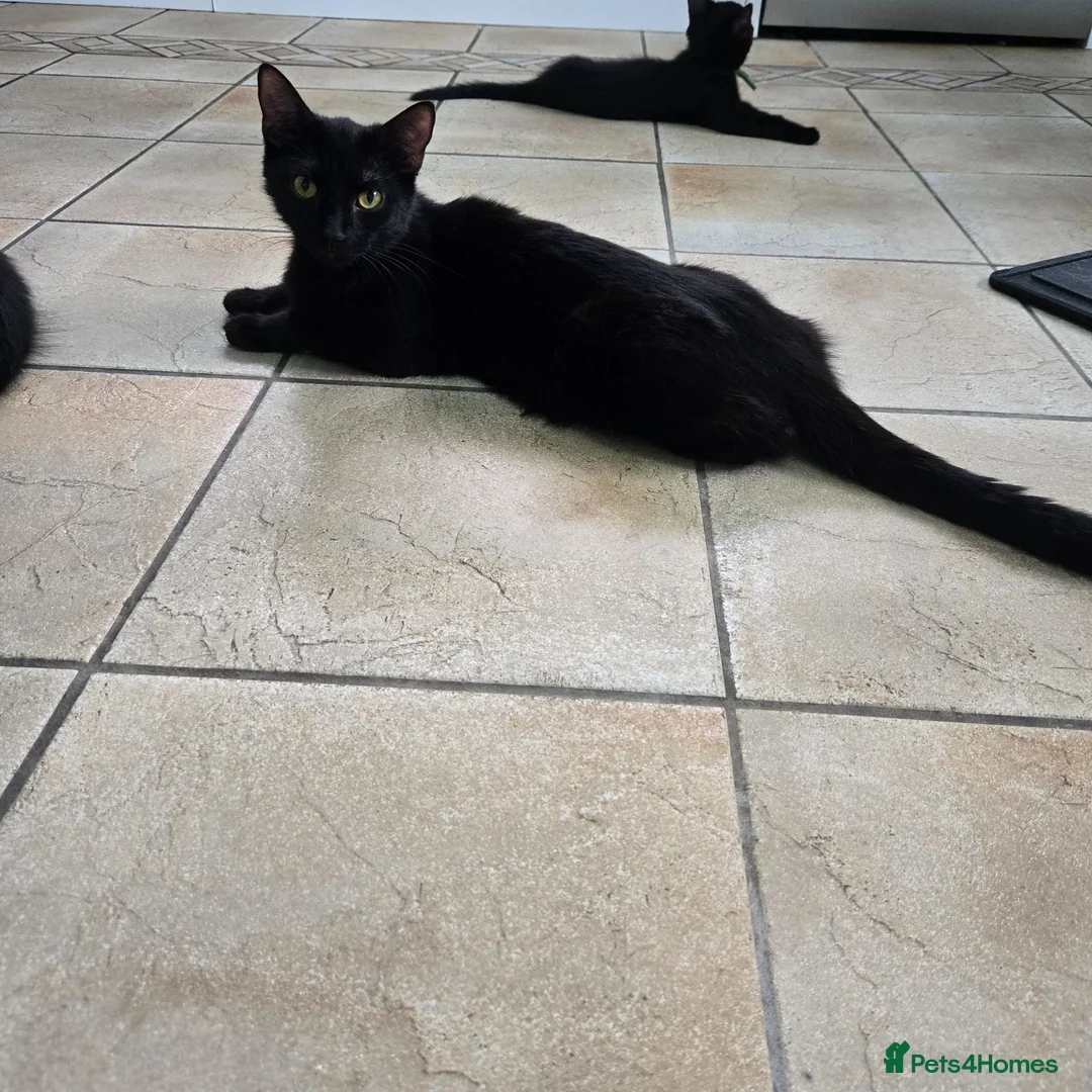 Mixed Breed cats for sale: Beautiful Black Kittens - Advert 11