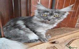Maine Coon cats for sale: Black Smoke - Image 3