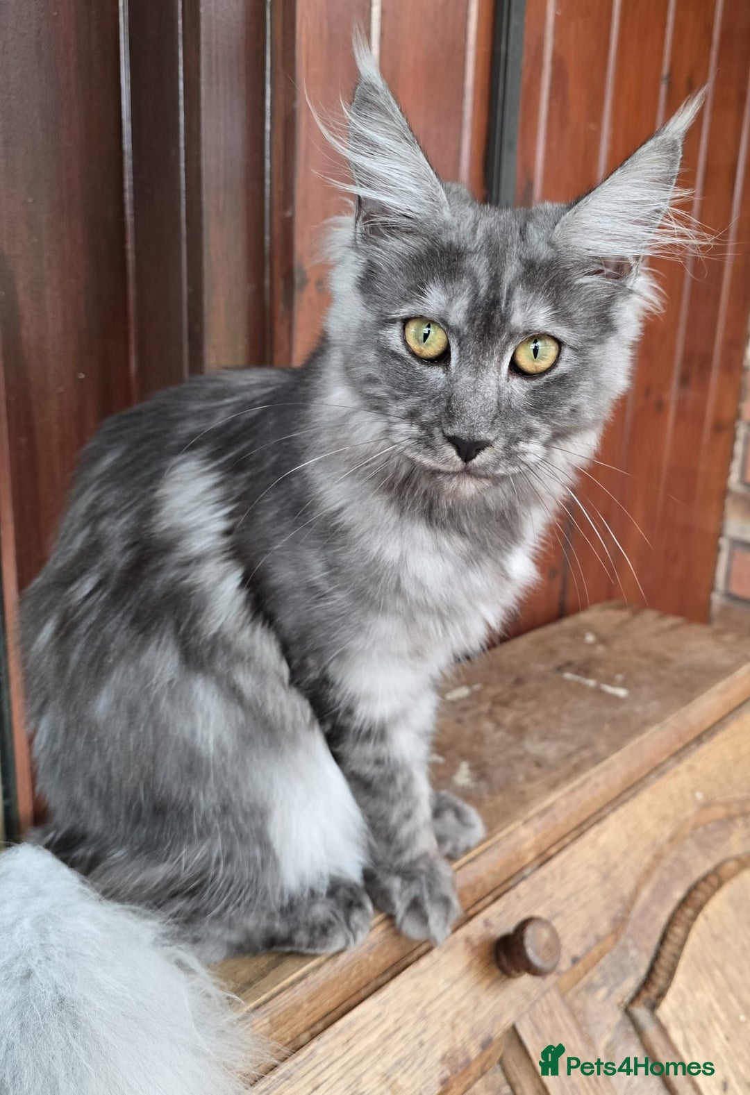 Maine Coon cats for sale: Black Smoke - Image 3