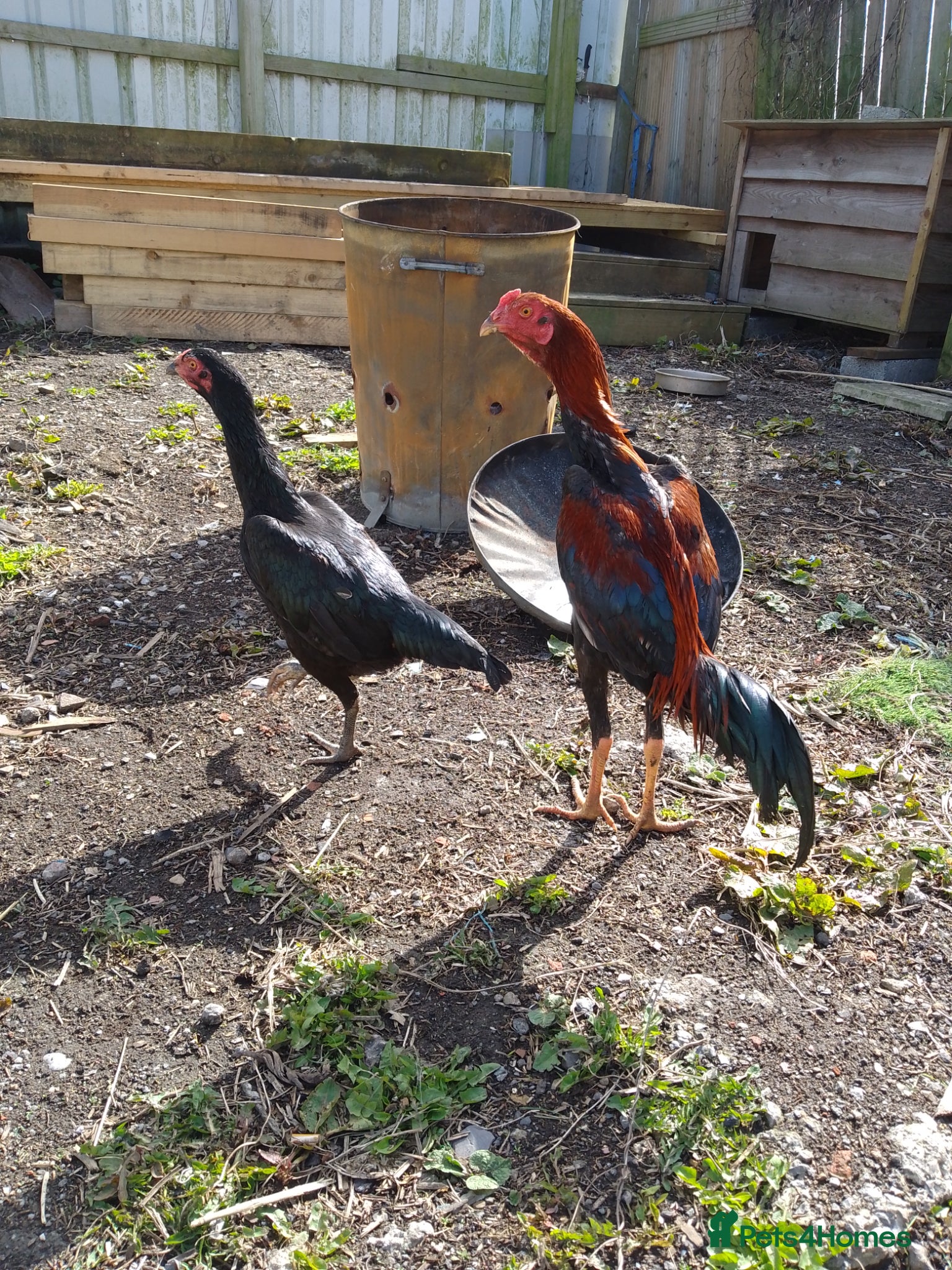 Chickens poultry Shamo game birds  - Advert 1