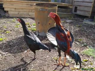 Chickens poultry Shamo game birds - Advert 1