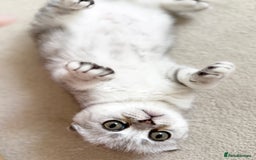 Scottish Fold cats for sale: The last Scottish Kitten ready for a loving home - Image 26