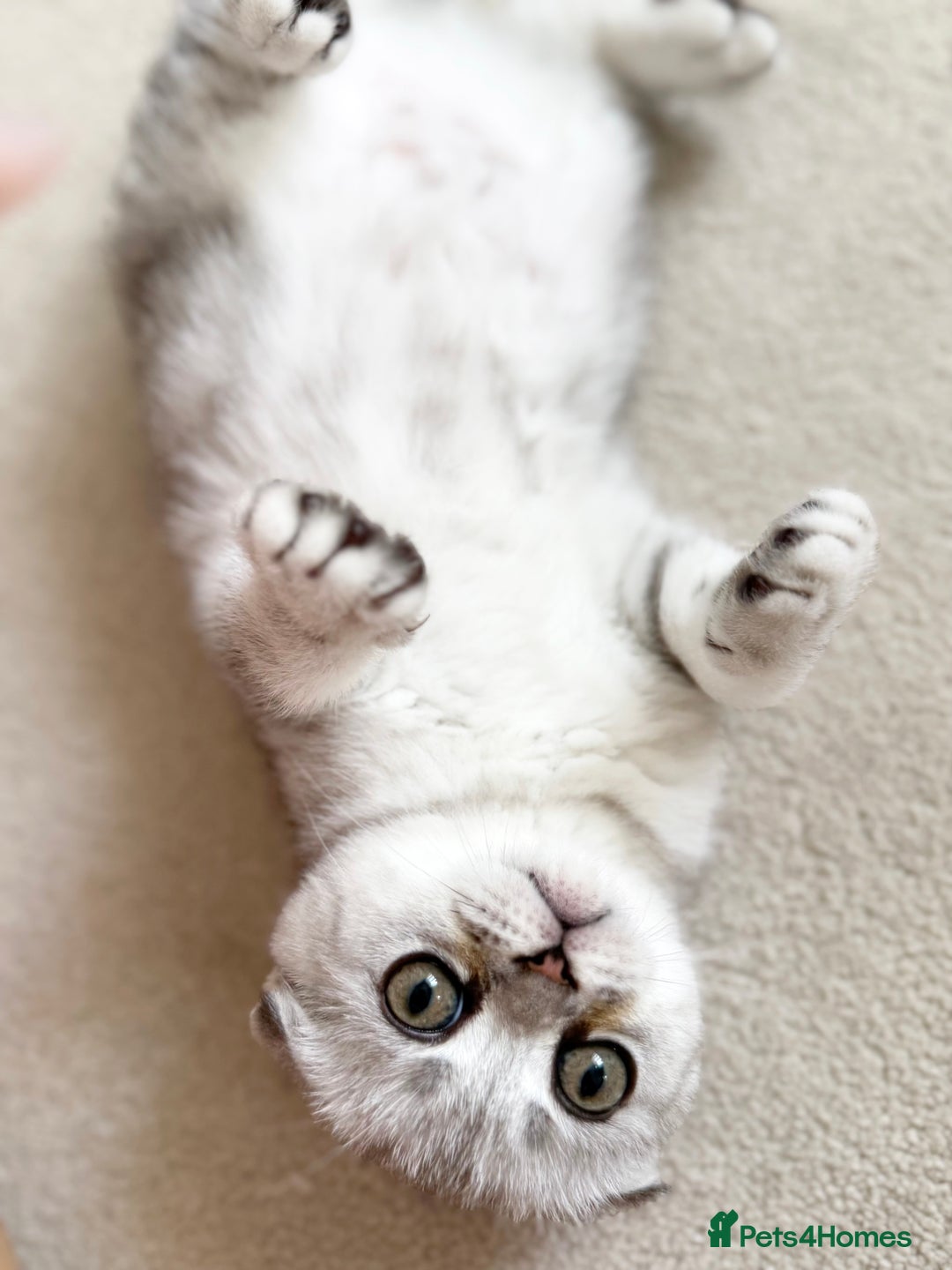 Scottish Fold cats for sale: The last Scottish Kitten ready for a loving home - Image 26