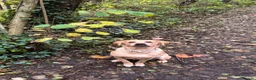 Labrador Retriever dogs for sale: TEMPORARY FOSTER HOME NEEDED FOR 1 YEAR OLD LAB - Advert 4