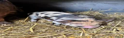 Pig livestock for sale: Pure kunekune piglets for sale.  - Advert 9