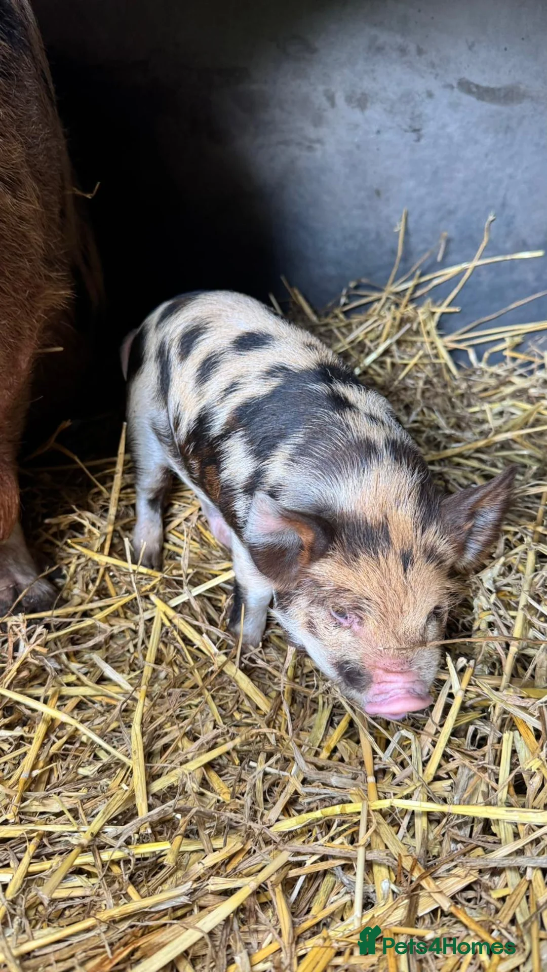 Pig livestock for sale: Pure kunekune piglets for sale.  - Advert 9