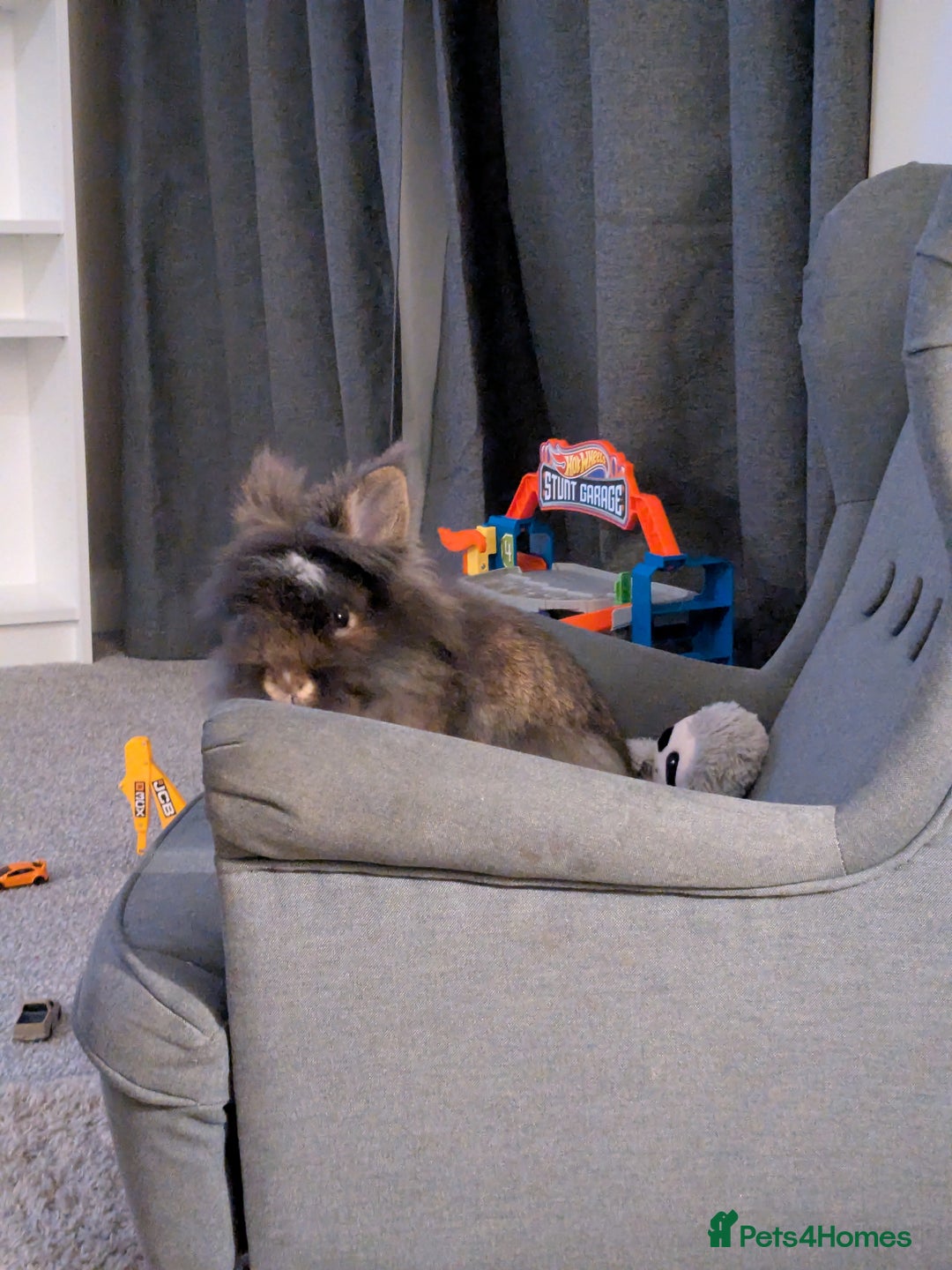 Lionhead rabbits for sale: Male lionhead house rabbit  - Advert 2