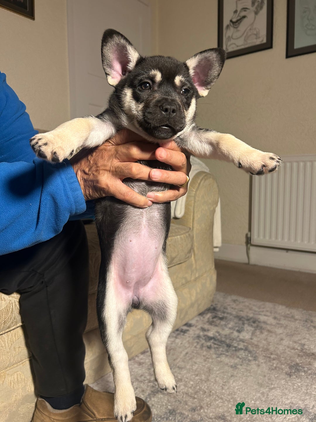 Mixed Breed dogs for sale: Gorgeous Alpha female pup  - Advert 6