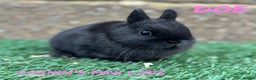 Netherland Dwarf rabbits for sale: Pure breed Netherlands dwarf  - Advert 9