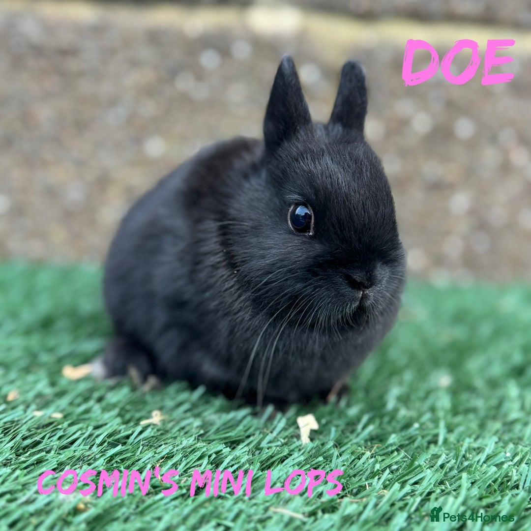 Netherland Dwarf rabbits for sale: Pure breed Netherlands dwarf  - Advert 9