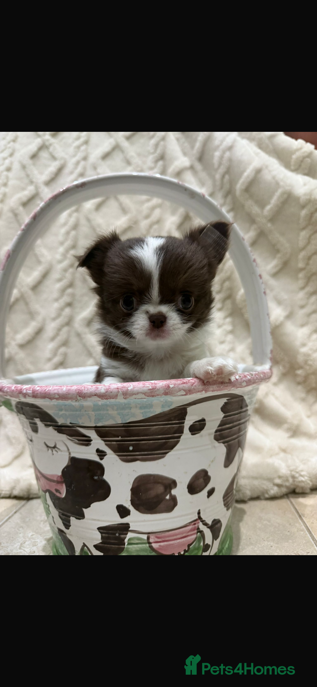Chihuahua dogs for sale: Russian/Thai Chihuahua  - Advert 7