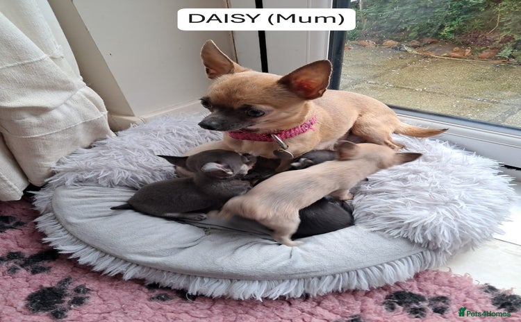 Chihuahua dogs - Advert 3
