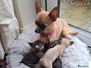 Chihuahua dogs - Advert 3