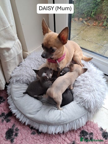 Chihuahua dogs - Advert 4