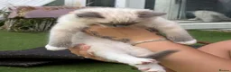 Ragdoll cats for sale: Blue pedigree Ragdoll kittens ready now..  - Advert 7