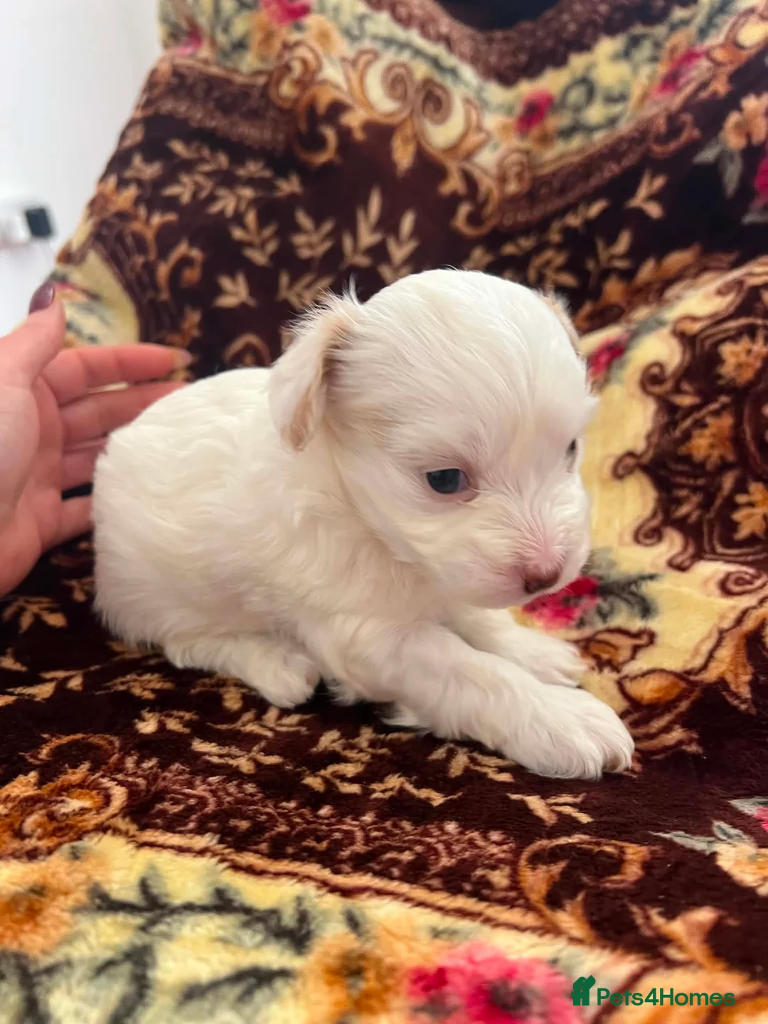 Bichon Frise dogs for sale: 4 little puppy looking for a new home🥰❤️ - Advert 1