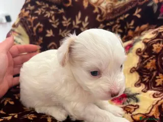 Bichon Frise dogs 4 little puppy looking for a new home🥰❤️ - Advert 3