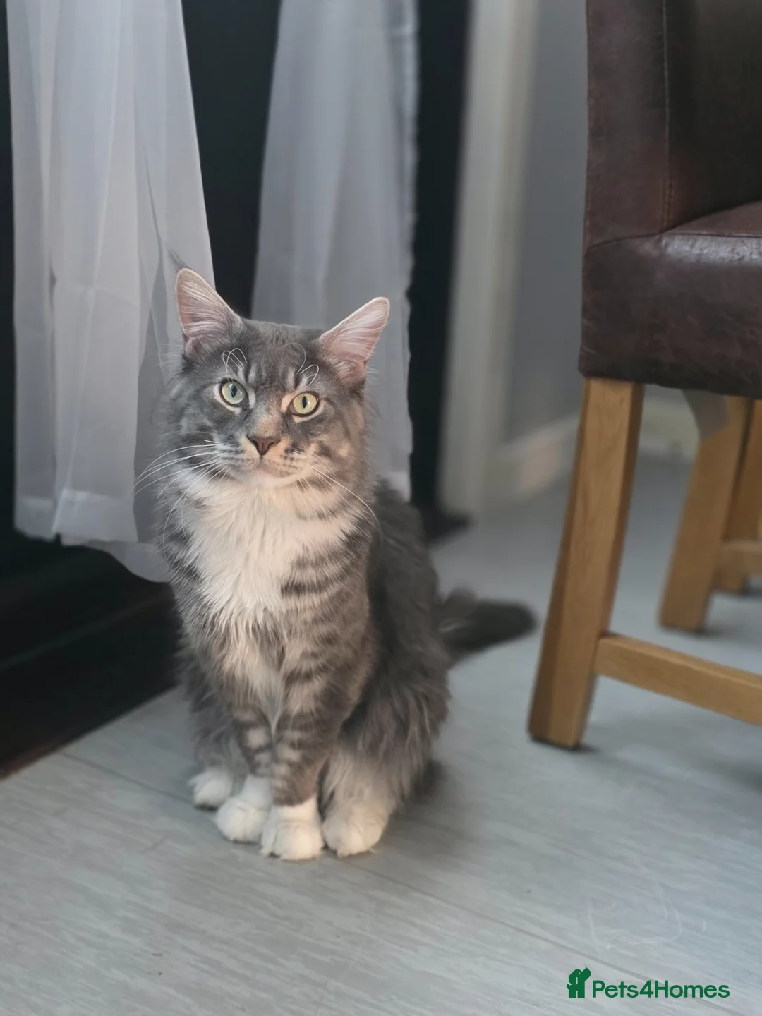 Maine Coon cats for sale: GCCF Registered Blue Maine Coon Kittens - Advert 10