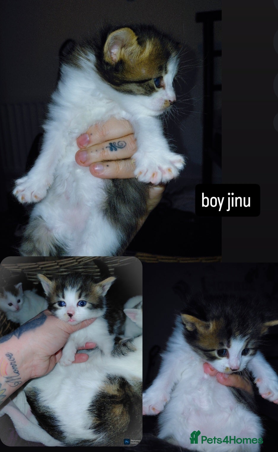 Mixed Breed cats mixed babies for sale  - Advert 20