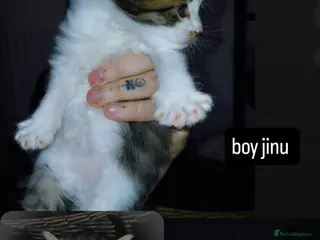 Mixed Breed cats mixed babies for sale - Advert 20