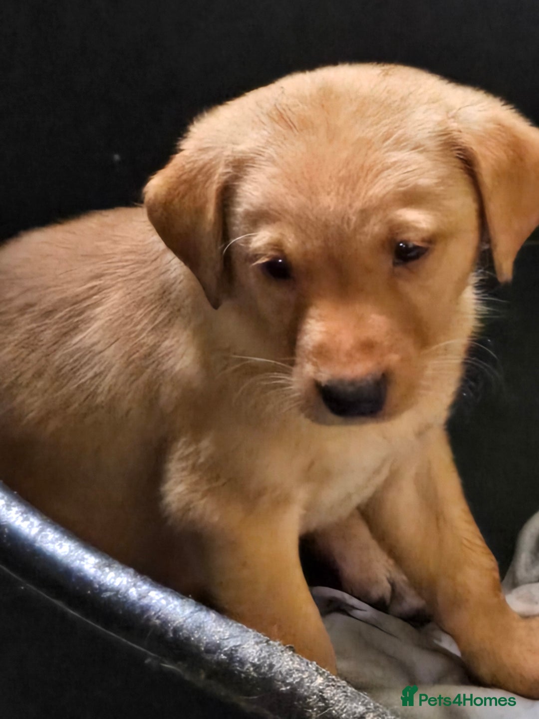 Labrador Retriever dogs for sale: Stunning litter of Fox Red and Black Labradors - Image 2