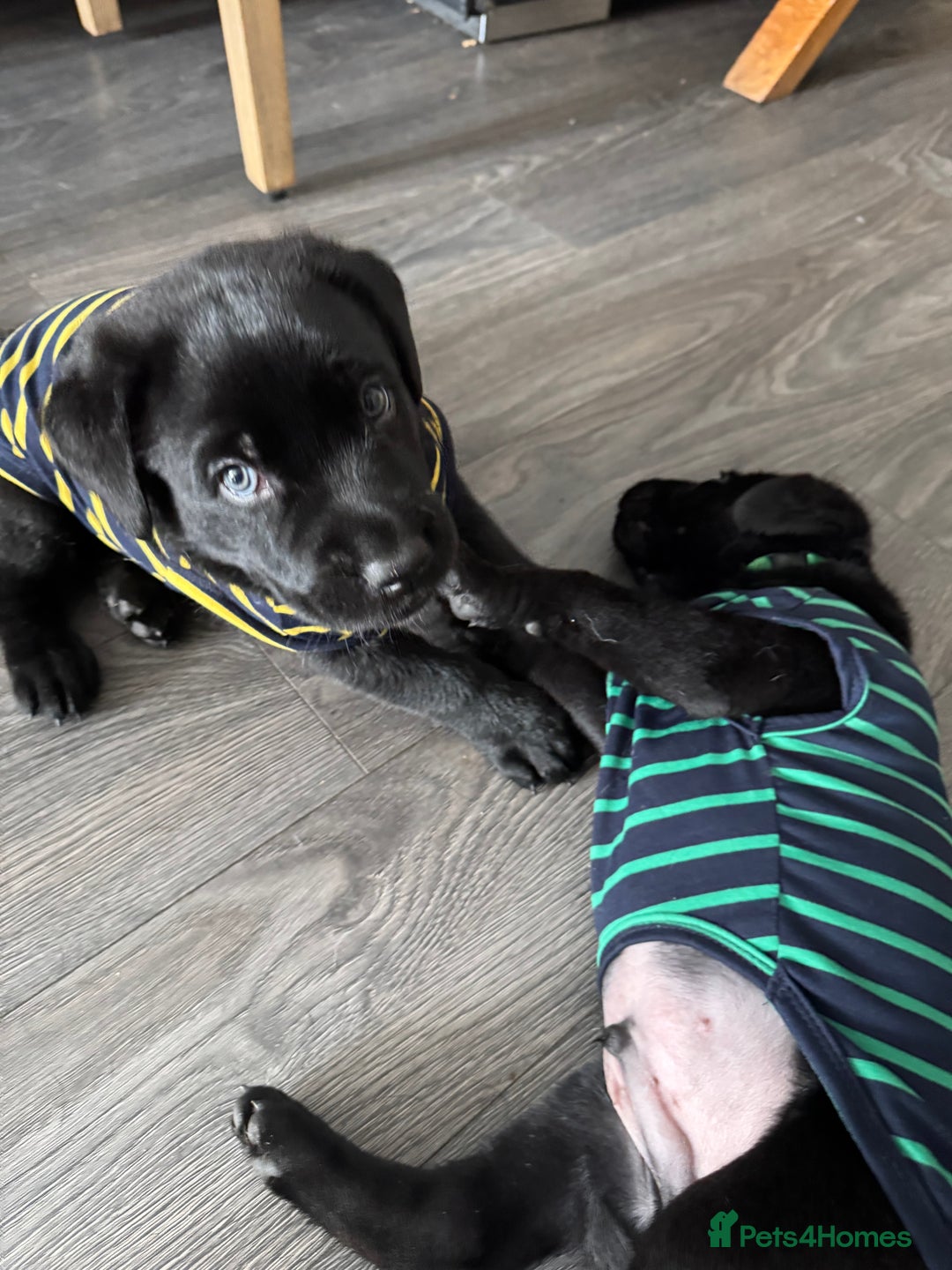 Mixed Breed dogs for sale: Labrador/German Shepherd  - Image 4