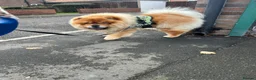 Chow Chow dogs for stud: Chow chow stud  - Advert 5