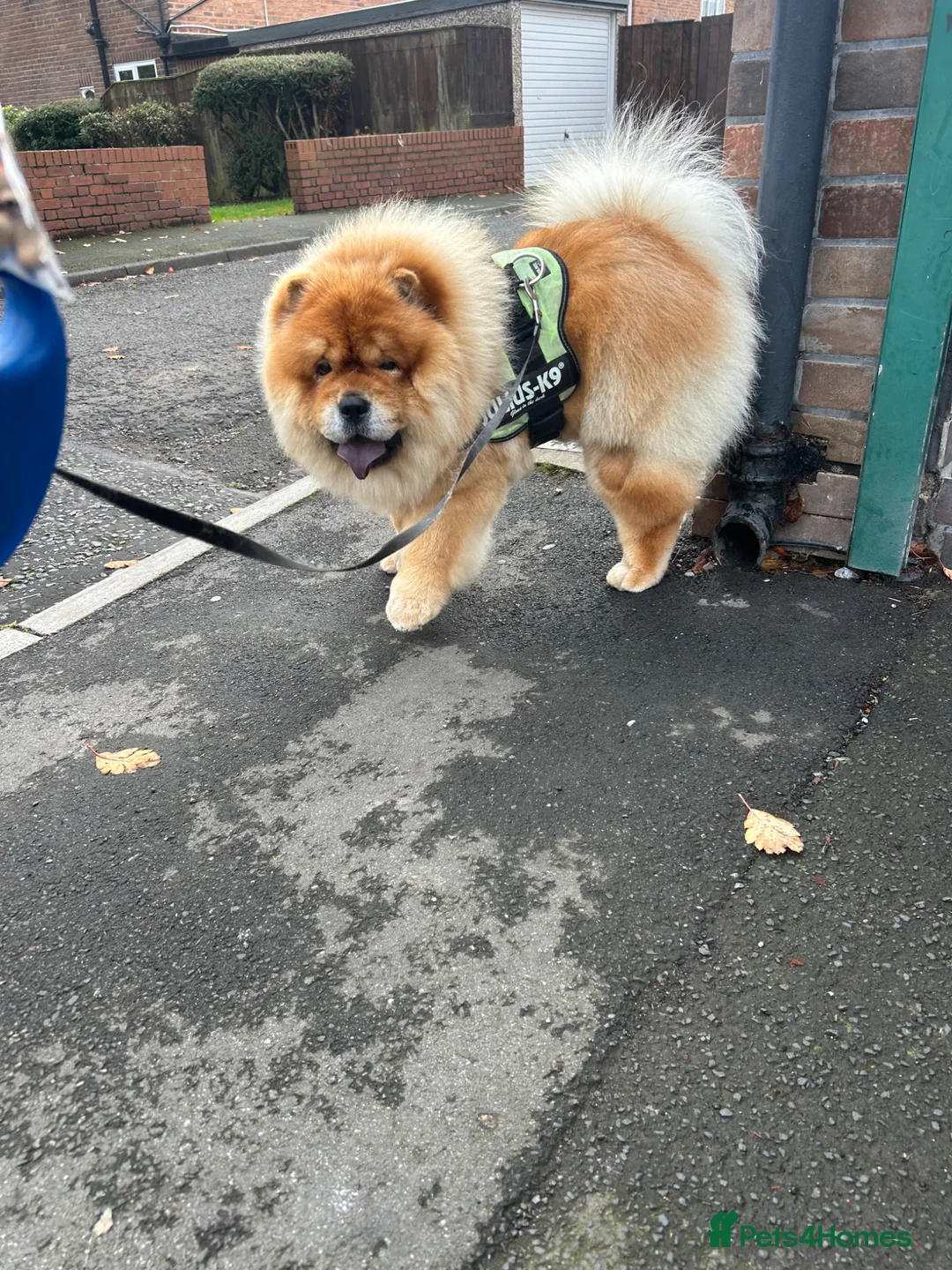 Chow Chow dogs for stud: Chow chow stud  - Advert 5