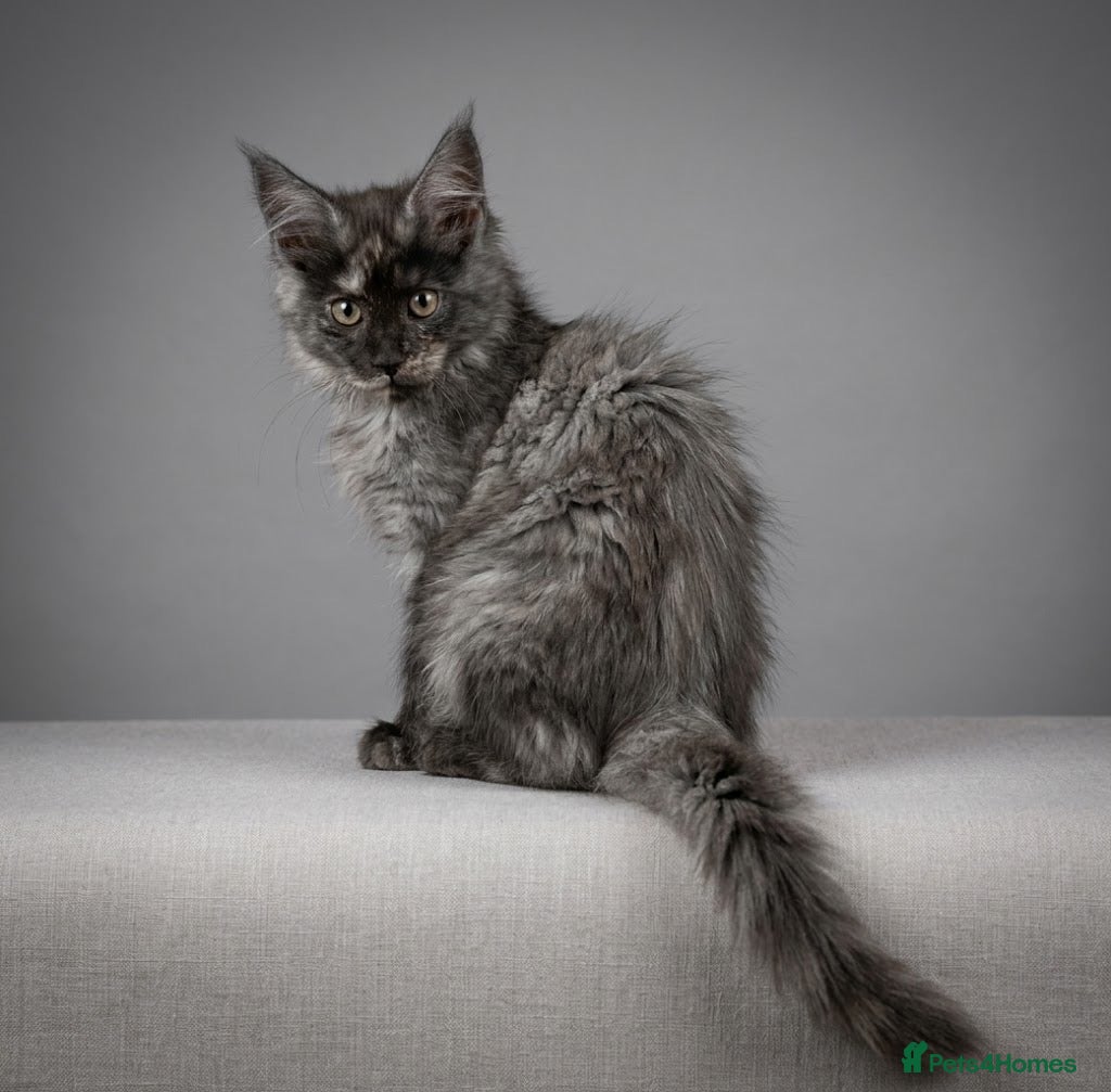 Maine Coon cats READY NOW Maine Coon Smoke/Silver kittens  - Advert 1