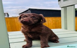 Labradoodle dogs for sale: Chocolate Merle Labradoodle Babies 🐾🐾🐾 - Advert 14
