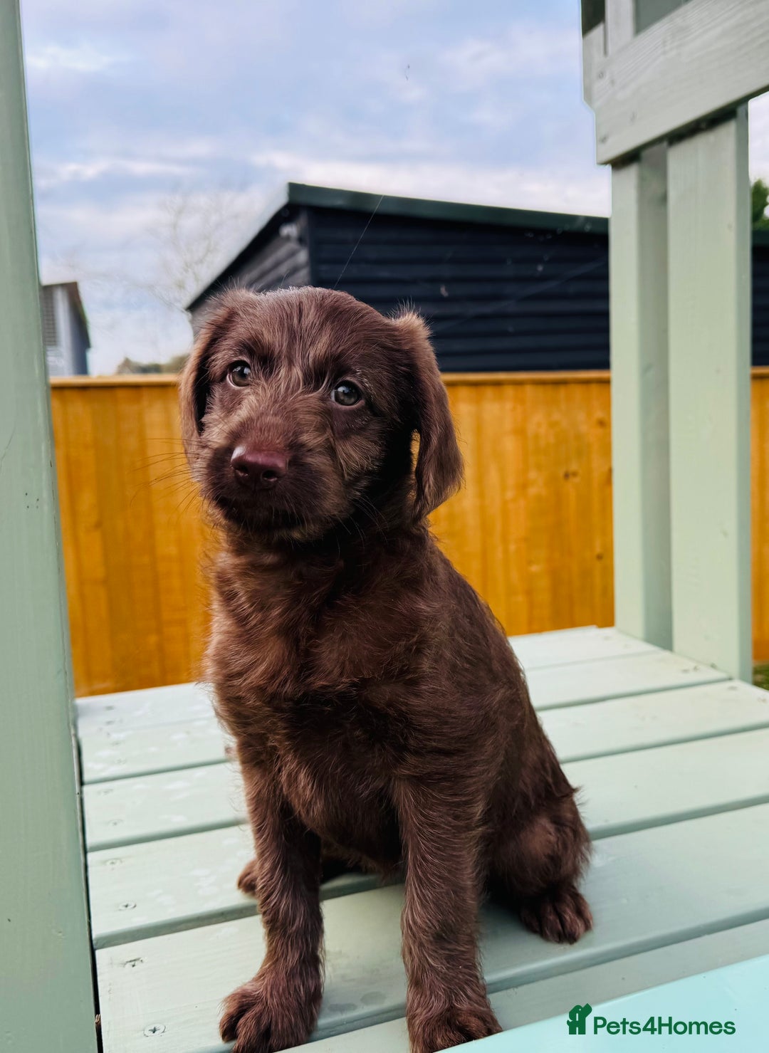 Labradoodle dogs for sale: Chocolate Merle Labradoodle Babies 🐾🐾🐾 - Advert 14