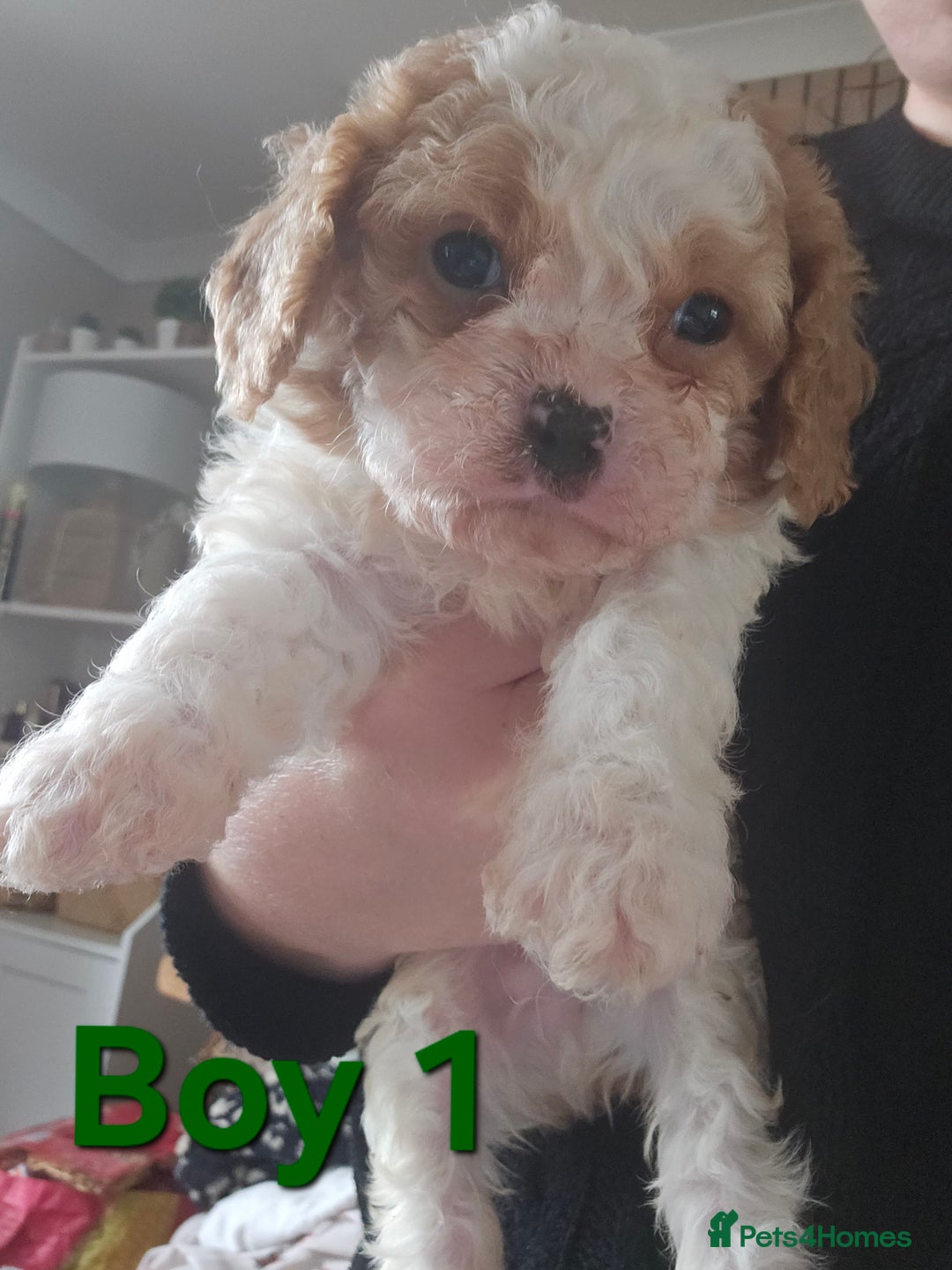 Cavachon dogs for sale: Cavachons. Beautiful Bundles of Fluff  - Advert 4