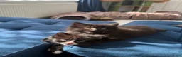 British Longhair cats for sale: 5 adorable kittens  - Advert 3