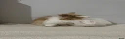 Angora rabbits for sale: Teddy widder ready for 2th Nov - Advert 3
